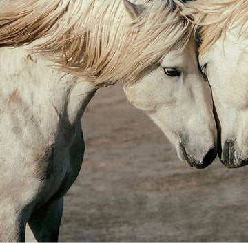 Two white horses with their heads touching one another.